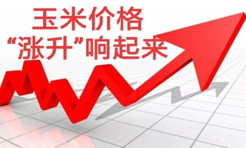 做玉米期貨盈利難嗎？玉米期貨漲5